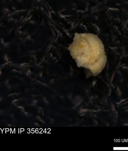 undet. Globotruncanidae