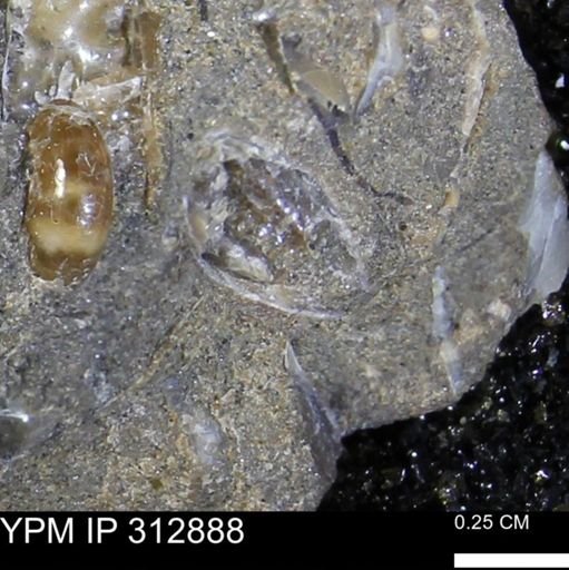 undet. Mollusca