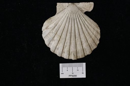 Pecten (Lyropecten) madisonius