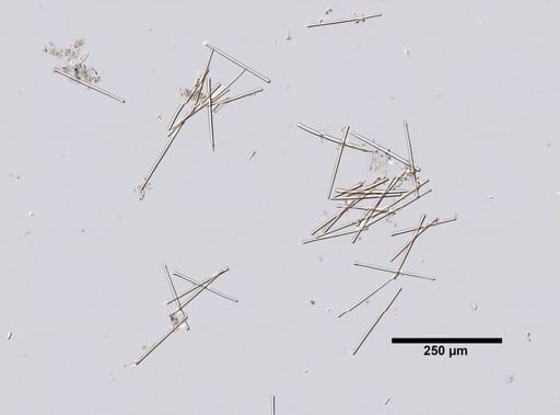Lissodendoryx isodictyalis