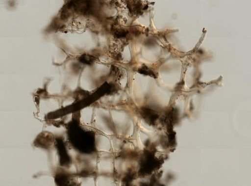 Callyspongia vaginalis