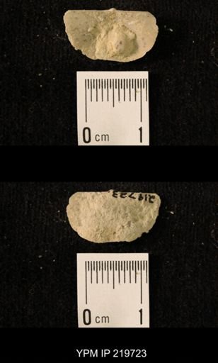 Chonetes granulifer