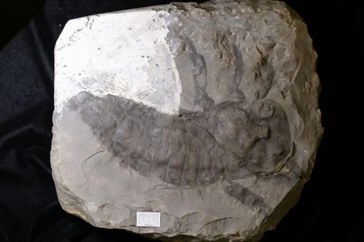 Dolichopterus macrocheirus