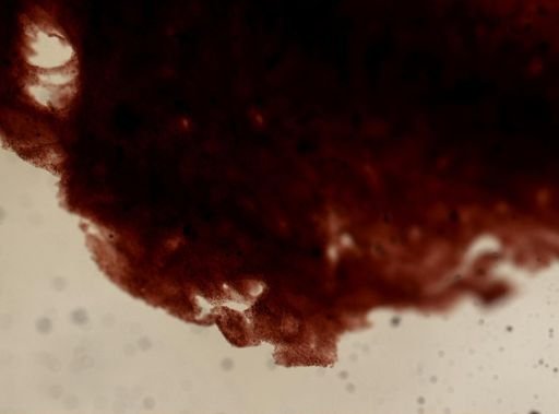Ianthella sp.