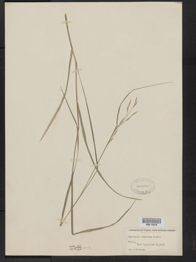 Danthonia compressa