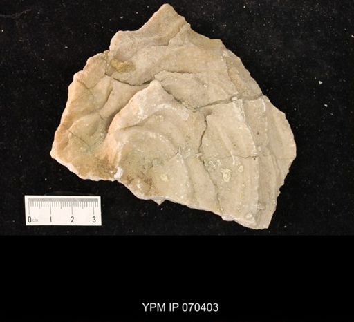 Heliolites nucella