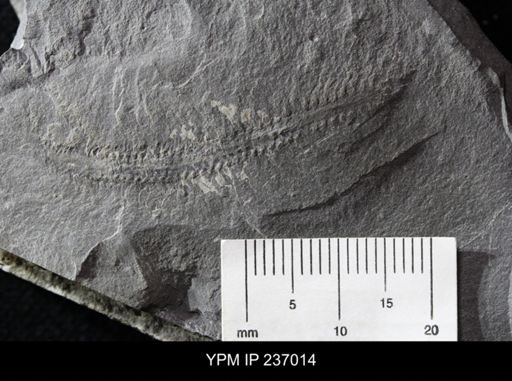 undet. Polychaeta