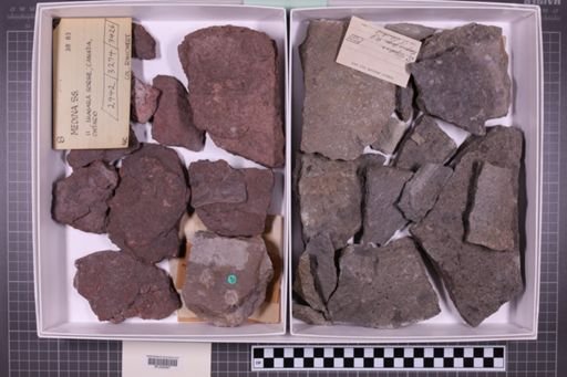 mixed taxa, stratigraphic collection