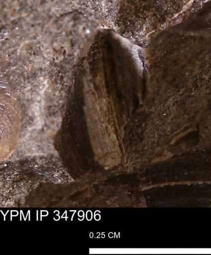 undet. Bivalvia