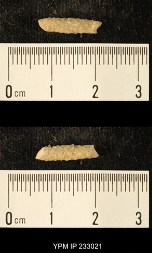 Archaeocidaris sp.