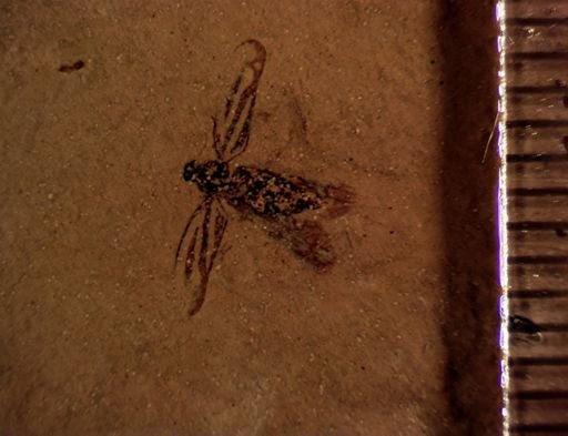 undet. Cicadellinae