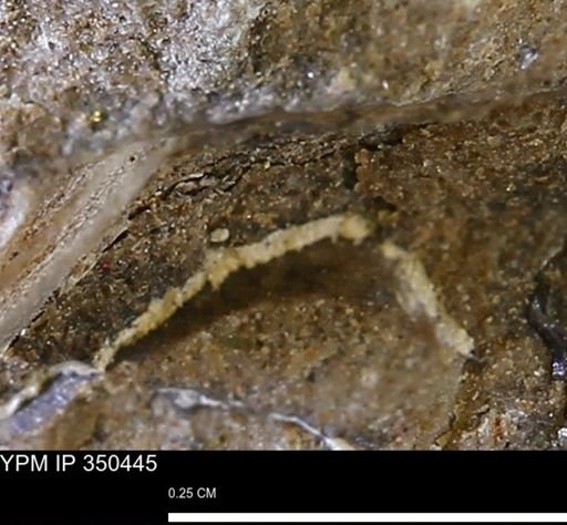 undet. Mollusca