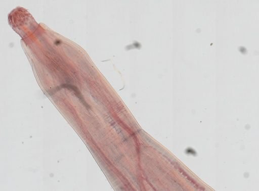 Oligacanthorhynchus microcephalus