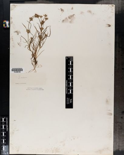 Juncus