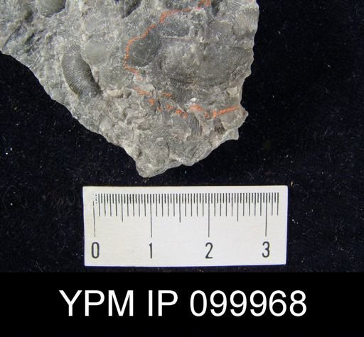 Leptaena rhomboidalis