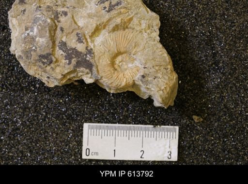 undet. Collignoniceratidae