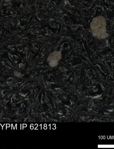 undet. Foraminiferida