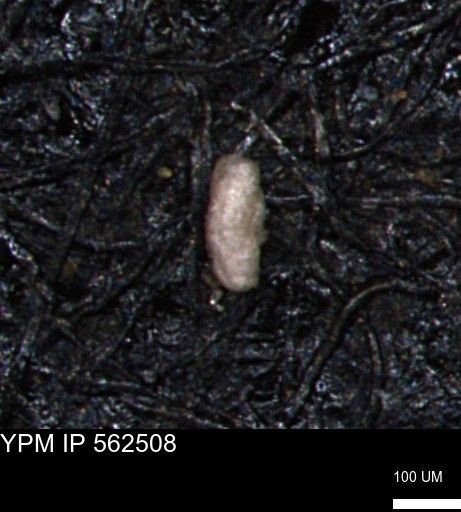 Miliammina ischnia