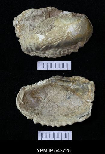 Pterioida?