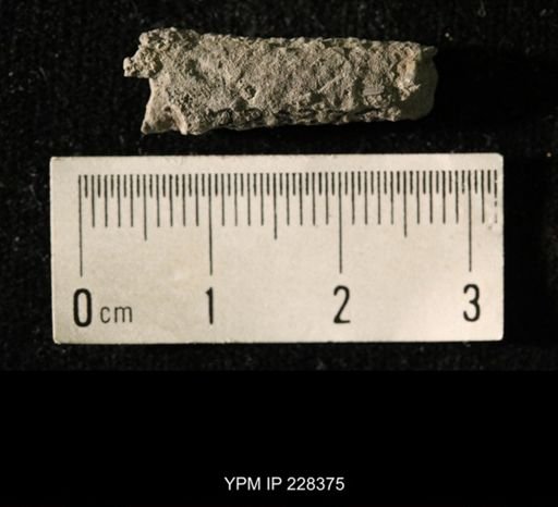 Pseudorthoceras knoxense