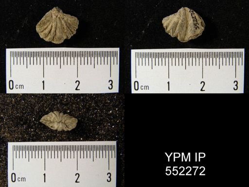 Megakozlowskiella perlamellosa