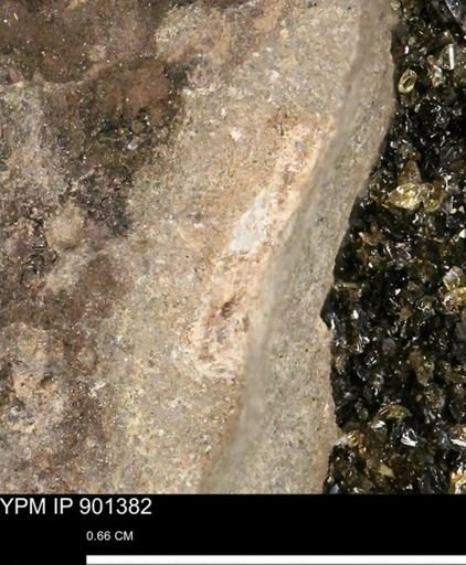 undet. Mollusca