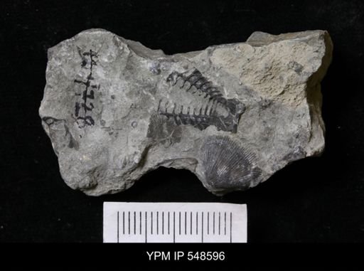 Encrinurus laurentinus