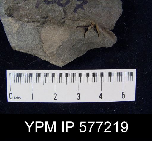 Platyrachella sp.
