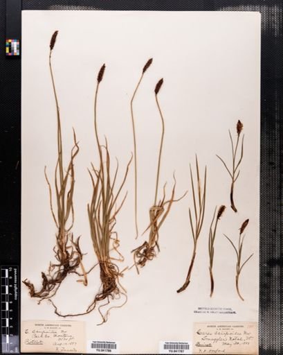 Carex scirpoidea