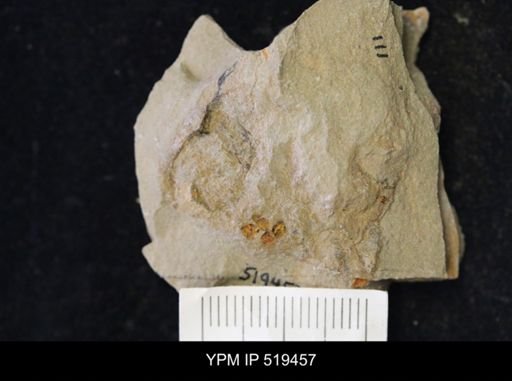 undet. Echinodermata