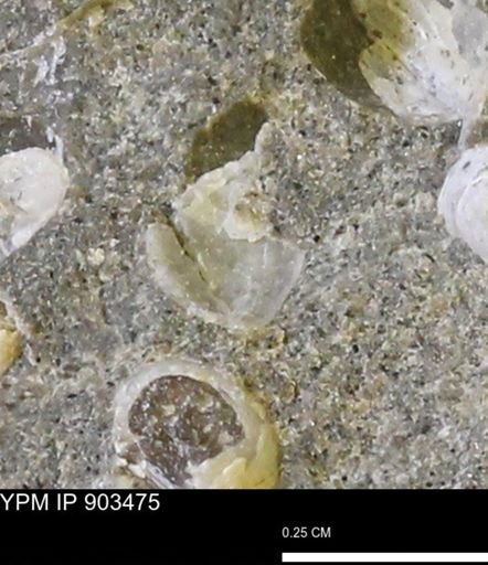 Corbulamella sp.