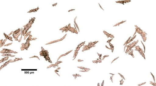 Paramuricea intermedia