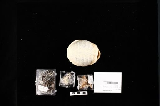 Terrapene ornata