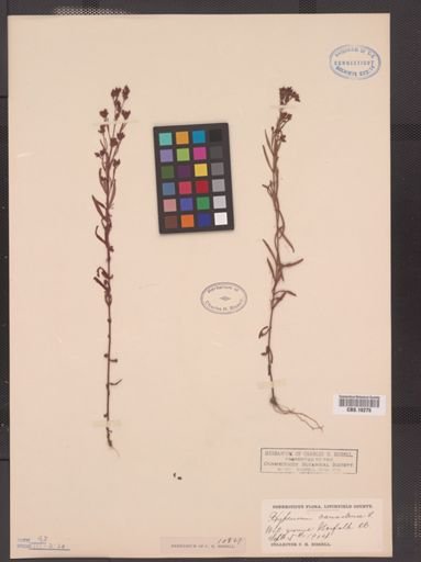 Hypericum canadense