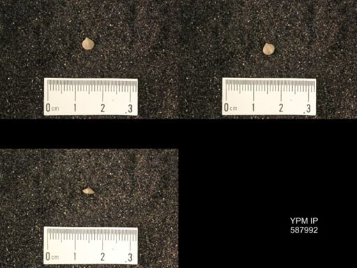 Zygospira modesta