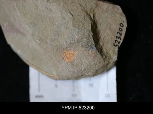 undet. Xiphosurida