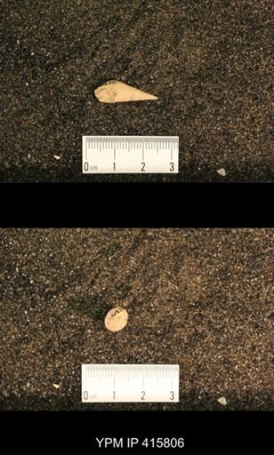 Meekospira choctawensis