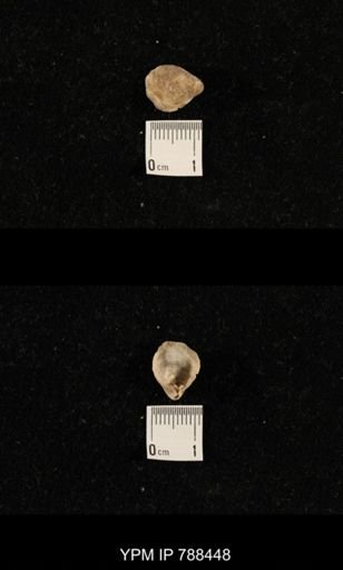 undet. Brachiopoda