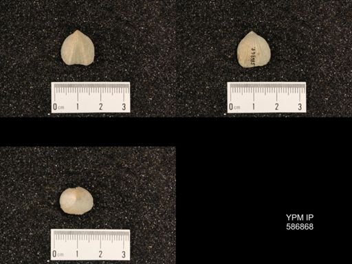 Rhynchotrema capax