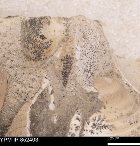 Limopsis striatopunctatus