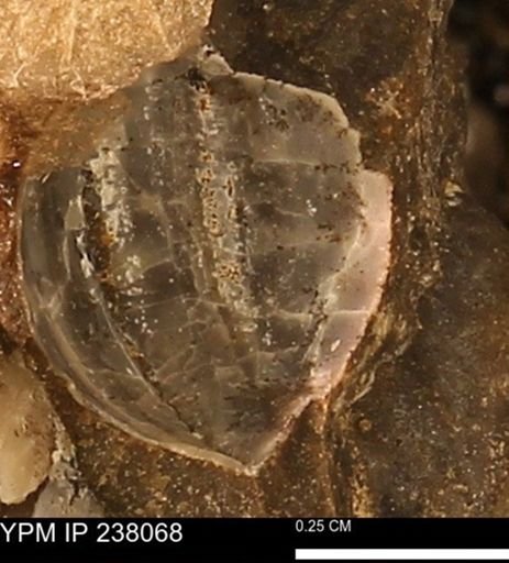 Protocardia subquadrata