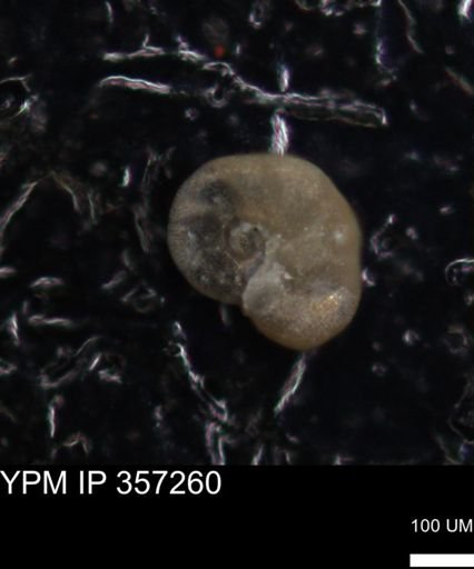 undet. Foraminiferida