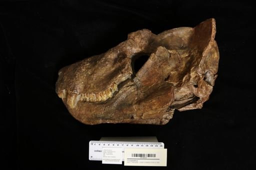 Cynognathus sp.