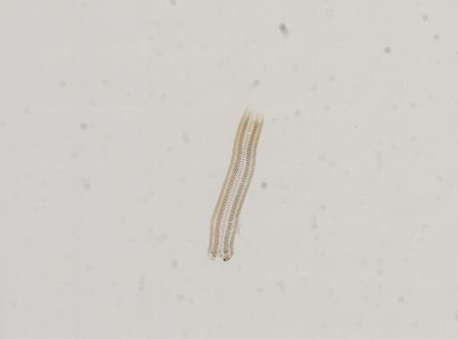 Amnicola limosus