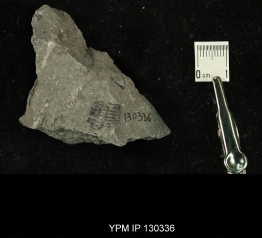 Phacops rana