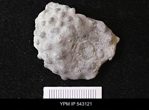 Megistocrinus nodosus?