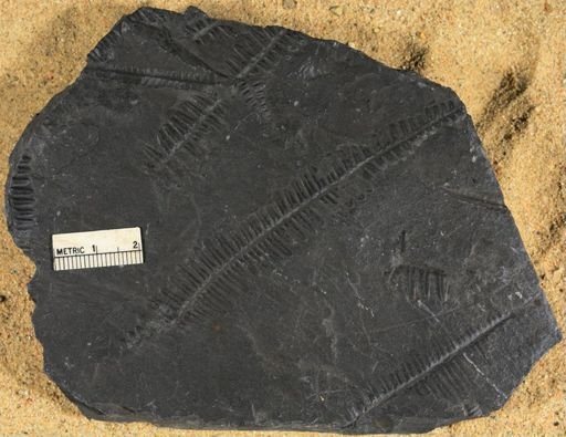 Pecopteris sp.