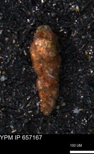 Verneuilinoides hectori