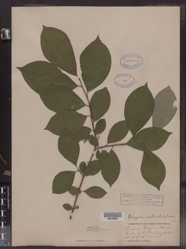 Lindera benzoin