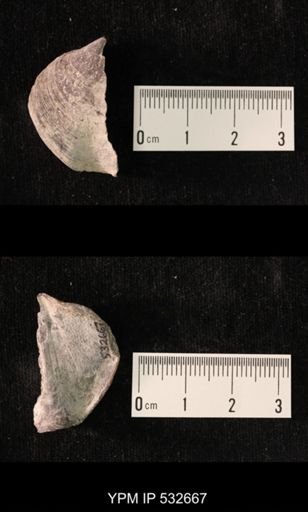 Athyris spiriferoides